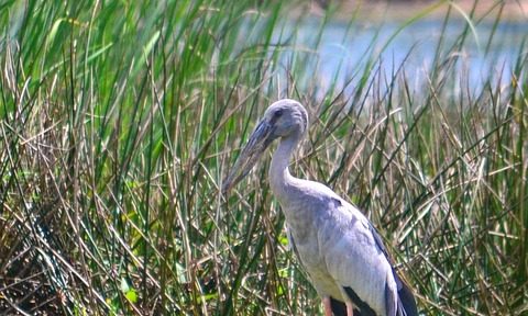 crane, birds in sri lanka