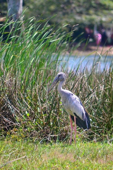 crane, birds in sri lanka