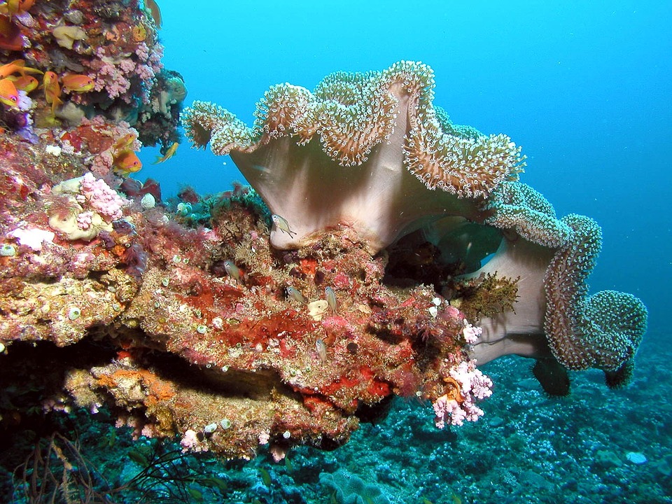 Underwater Maldives Colors Corals Trip Color