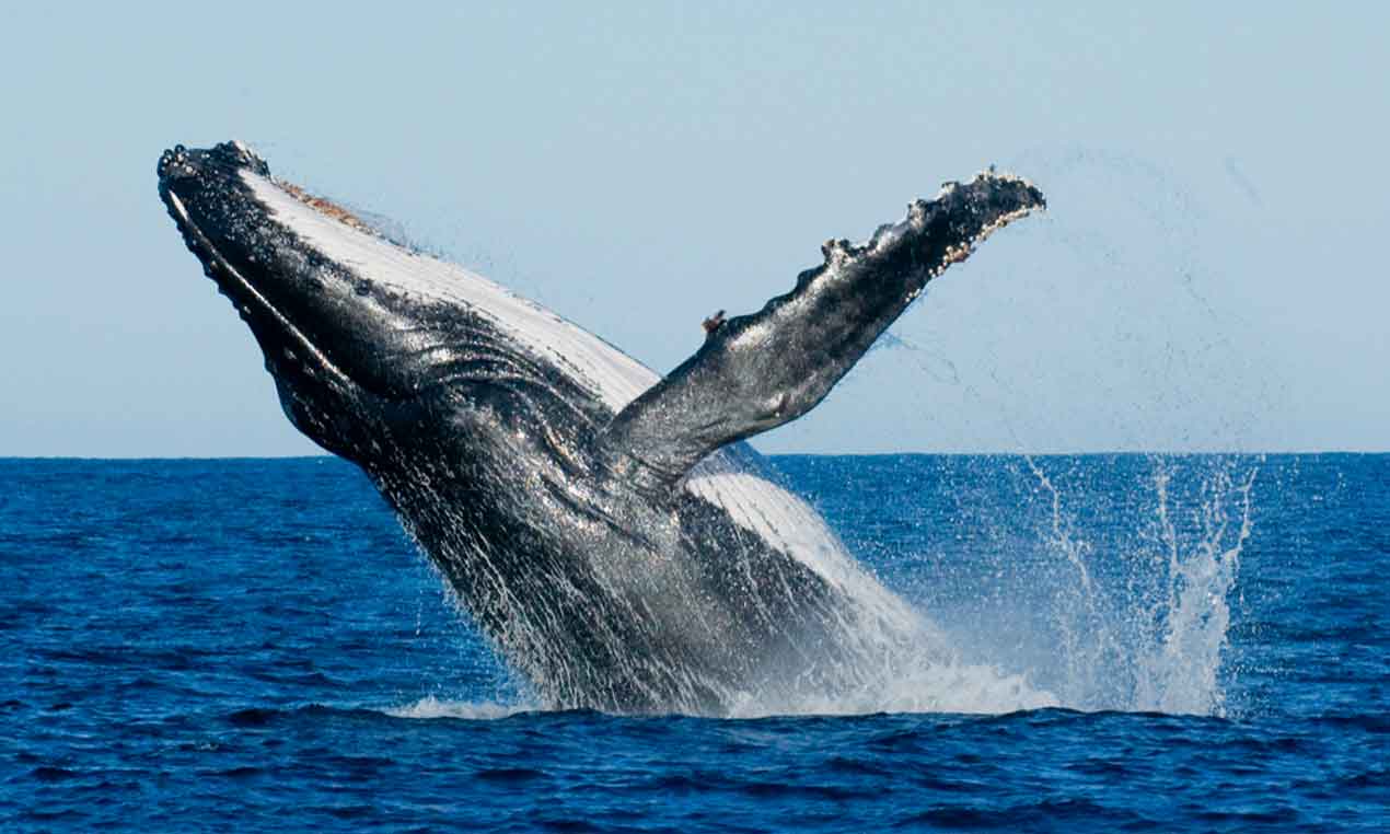 Blue Whales | Image Courtesy : Steuart Holidays