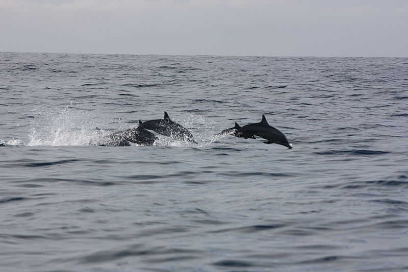 Mirissa,_whale_watching,_dolphins
