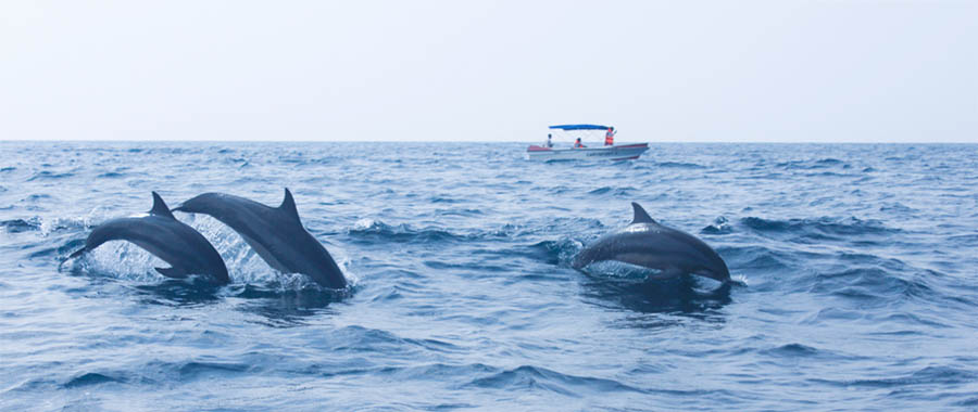 Dolphins in Mirissa | Image Courtesy : Lanka Leisure Travel
