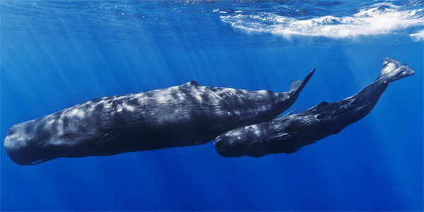Sperm Whales Mirissa | Image Courtesy: 