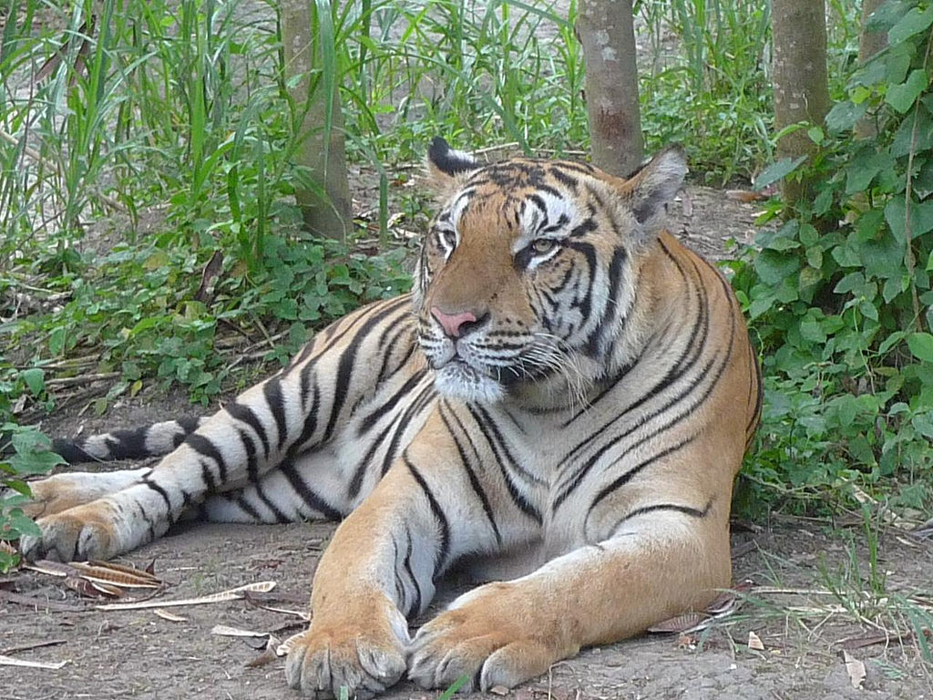 Wild Animals | Image Courtesy: Walter Lim