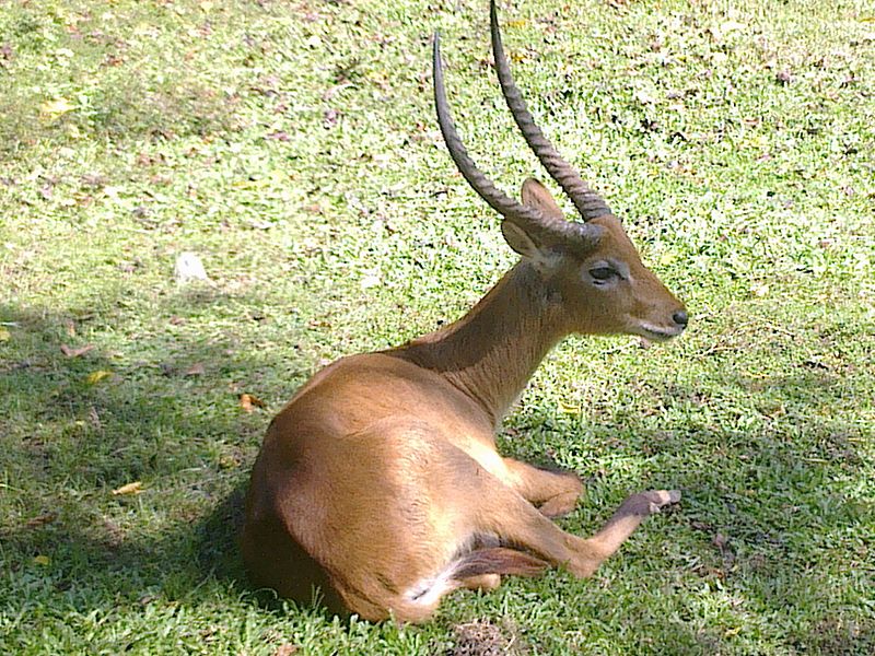 Wild Animals | Image Courtesy: By Yogwi21 (Own work) [<a href="//creativecommons.org/licenses/by-sa/3.0">CC BY-SA 3.0</a>], <a href="https://commons.wikimedia.org/wiki/File%3ABali_Safari_Animal_4.jpg">via Wikimedia Commons</a>