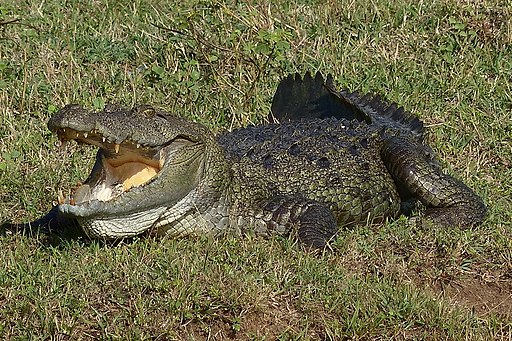 File:Crocodile in Yala National Park