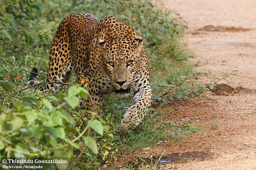File:Sri Lankan Leopard - Yala National Park