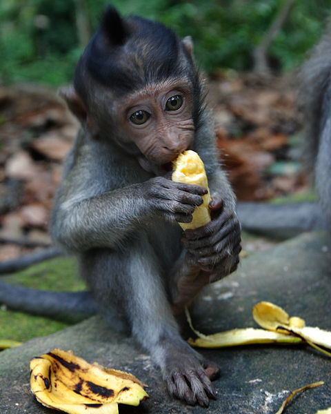 William Cho, Bali – The Sacred Monkey Forest Sanctuary (2688748308), CC BY-SA 2.0