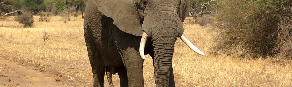 Minneriya Elephant Gathering