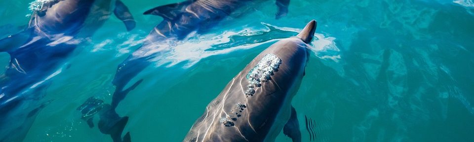 Dolphin Watching near Raa Atoll Maldives