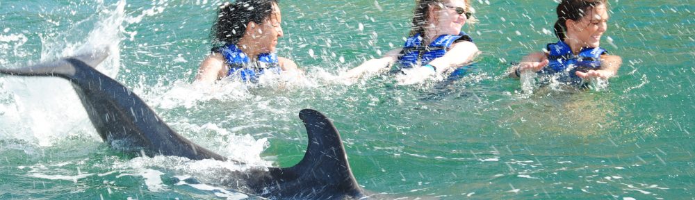 Swimming with Dolphins in Glenelg