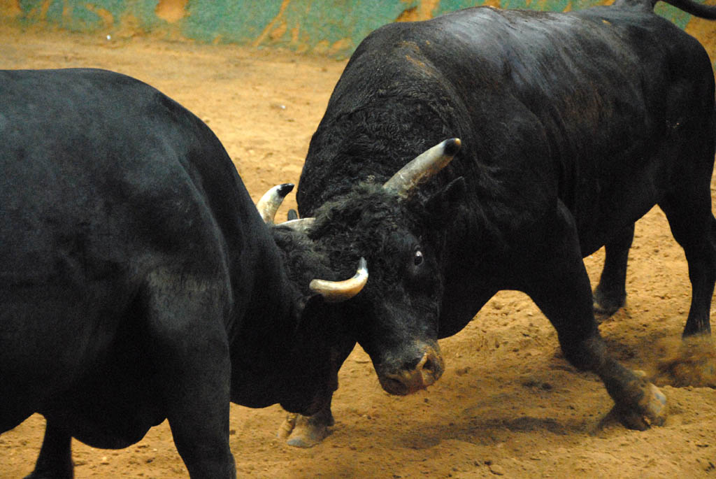 bull fighting