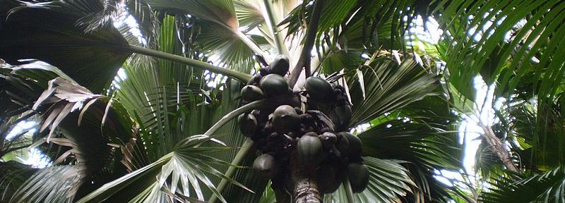 Vallée de Mai Nature Reserve