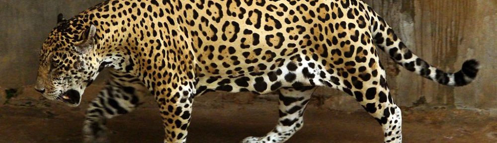 National Zoological Gardens of Sri Lanka | Image Credit: Hafiz Issadeen from Dharga Town, Sri Lanka, Jaguar full, CC BY 2.0