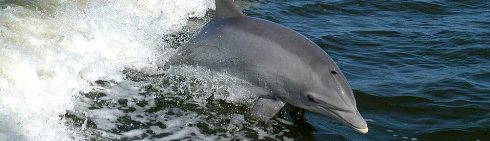 Dolphin Watching in Salalah