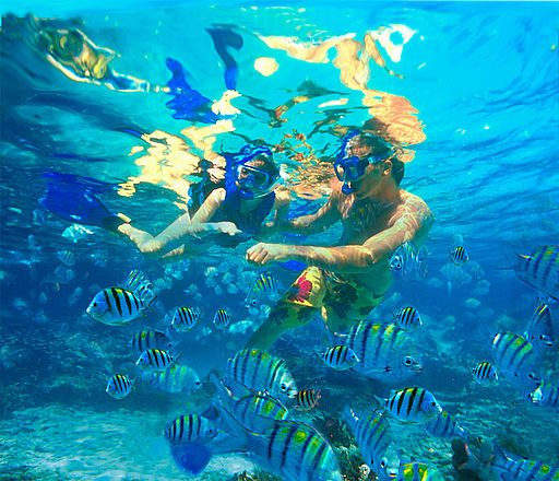 Snorkelling | Image Credit: <a href="https://commons.wikimedia.org/wiki/User:Angelique800326">Angelique800326</a>, <a href="https://commons.wikimedia.org/wiki/File:Snorkel-xel-ha.jpg">Snorkel-xel-ha</a>, <a href="https://creativecommons.org/licenses/by-sa/3.0/legalcode" rel="license">CC BY-SA 3.0</a>