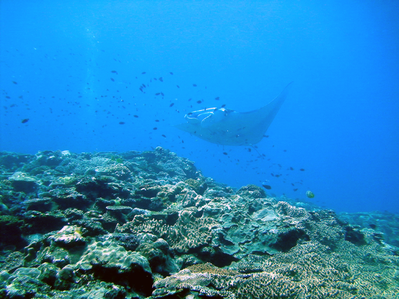 MantaRay | Image Credit - Agsftw, CC BY-SA 3.0 Via Wikimedia Commons