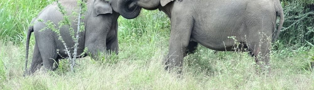 The Elephants of Sri Lanka