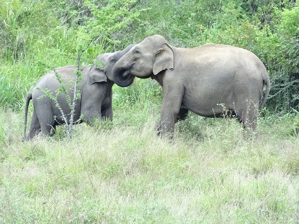 Sri Lankan Elephants | Image Credit: <a href="https://commons.wikimedia.org/wiki/User:Cherubino">Cherubino</a>, <a href="https://commons.wikimedia.org/wiki/File:Sri_Lankan_Elephant_in_Hurulu_Eco_Park_10.JPG">Sri Lankan Elephant in Hurulu Eco Park 10</a>, <a href="https://creativecommons.org/licenses/by-sa/3.0/legalcode" rel="license">CC BY-SA 3.0</a>