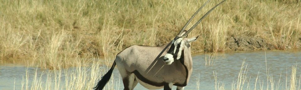 Saving the Arabian Oryx from extinction!