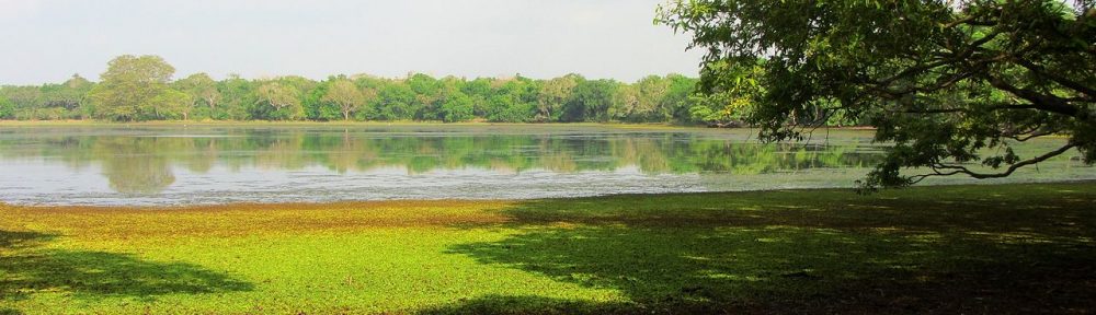 Plan a Trip to Wilpattu National Park Sri Lanka