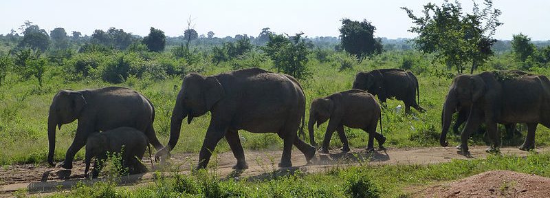 Wildlife in Sri Lanka