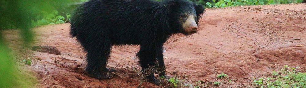 Sri Lankan Sloth Bear