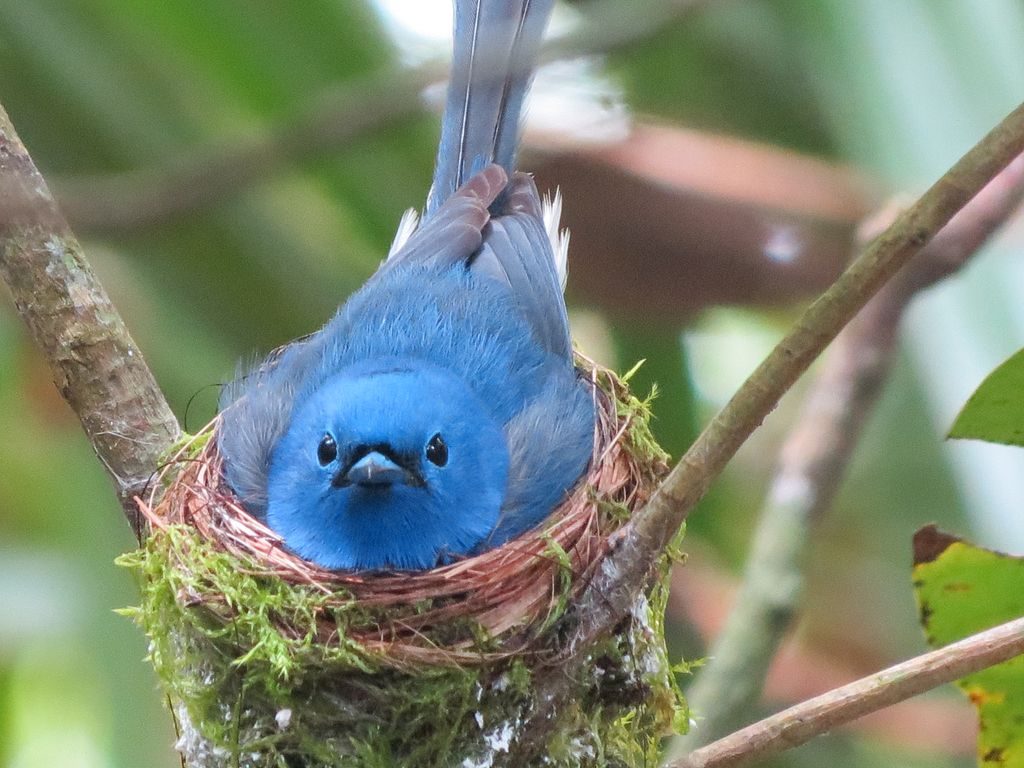 Wildlife in Sinharaja Rainforest