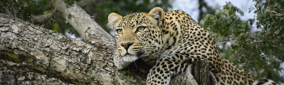 Leopard Spotting in Yala National Park