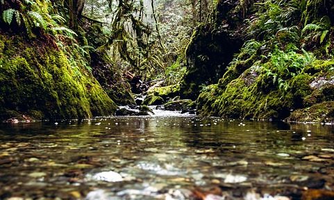 The Enchanting Sinharaja Rainforest in Sri Lanka