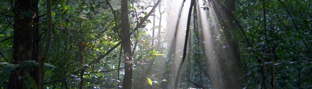 Explore the Rainforests in Sri Lanka