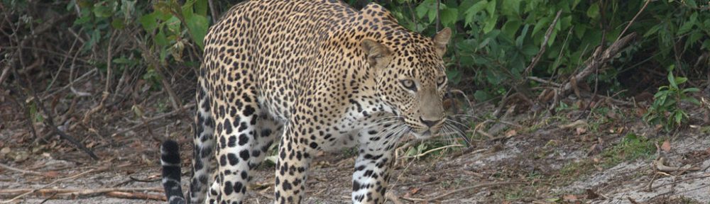 Leopards in Sri Lanka