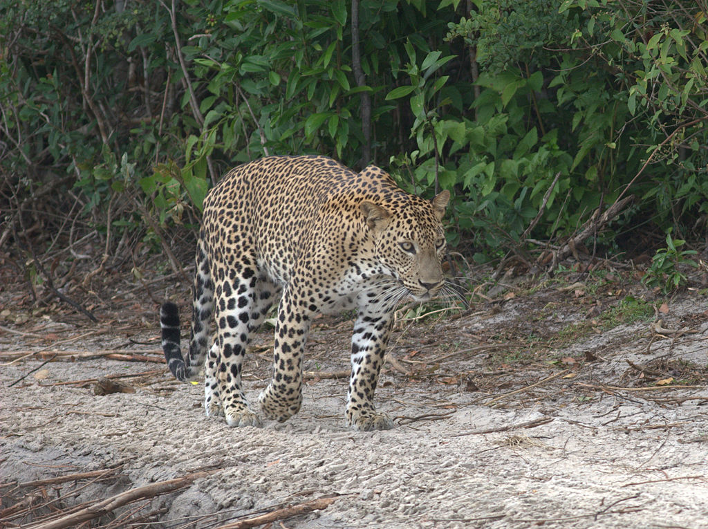Leopards in Sri Lanka 