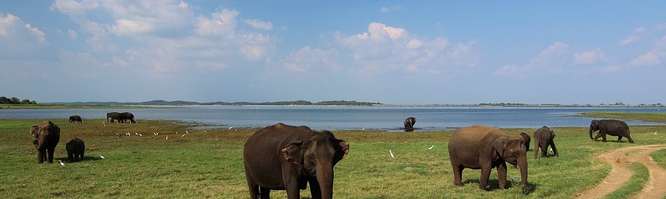 Sri Lanka for Wildlife lovers