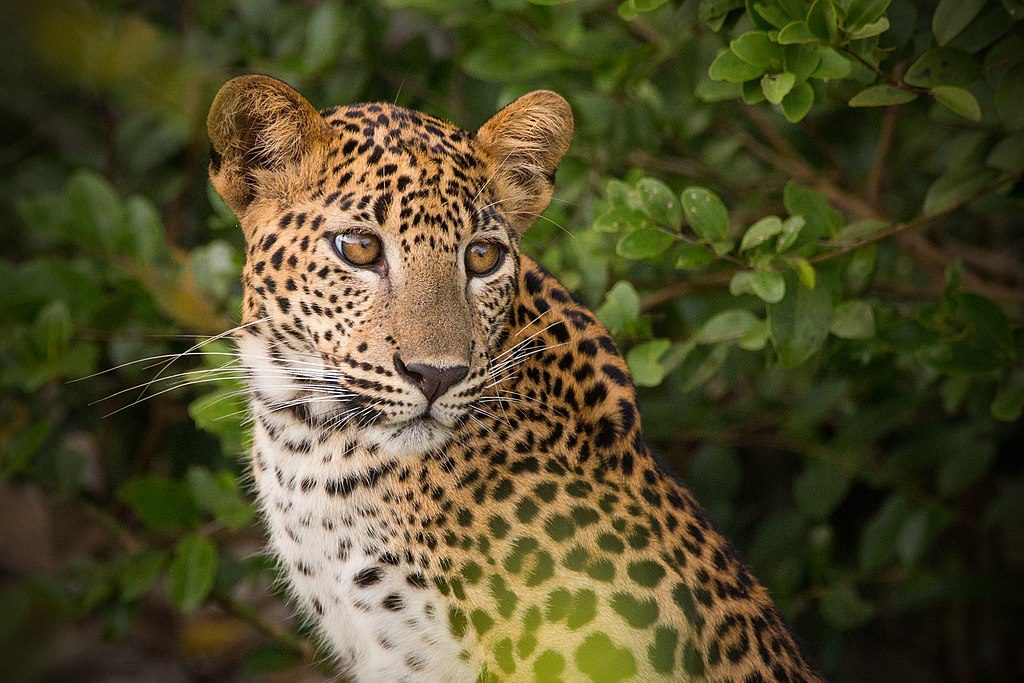 Leopards in Wilpattu 