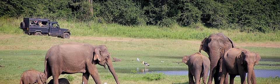 Encounters with Elephants in Sri Lanka