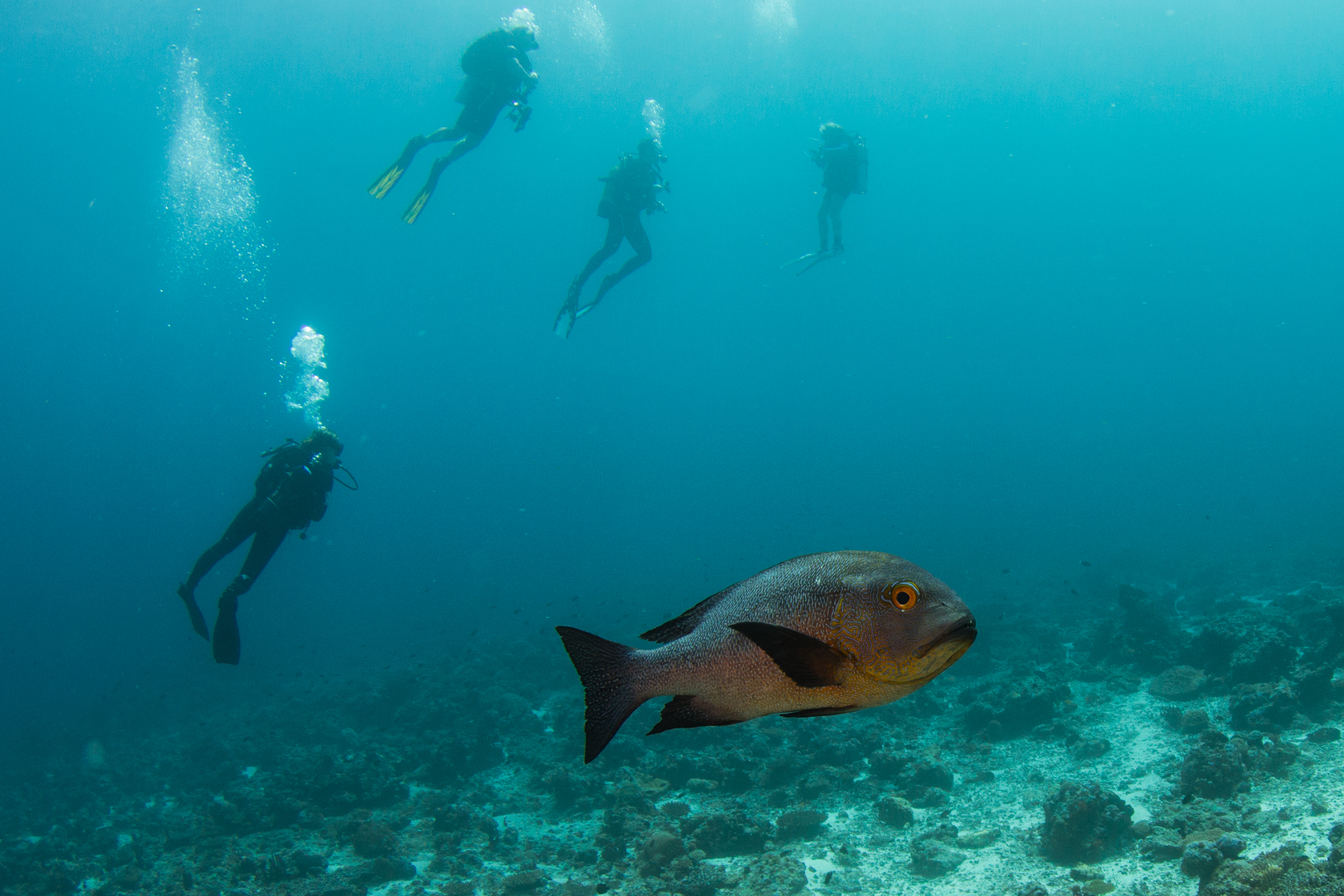 SCUBA Diving in the Maldives
