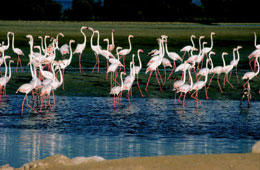 Enjoying Bird Watching in Abu Dhabi