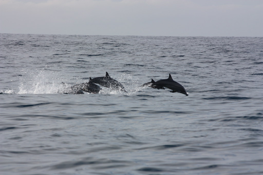 Spotting Dolphins in Sri Lanka