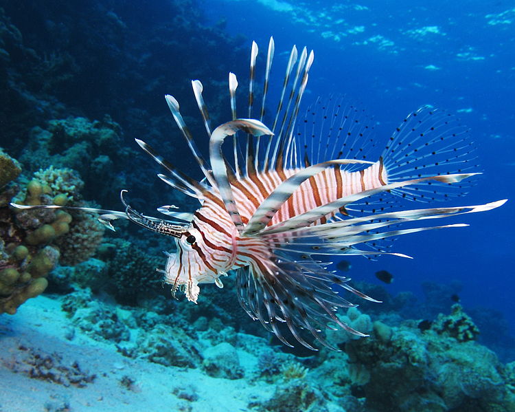 Submarine diving in Maldives