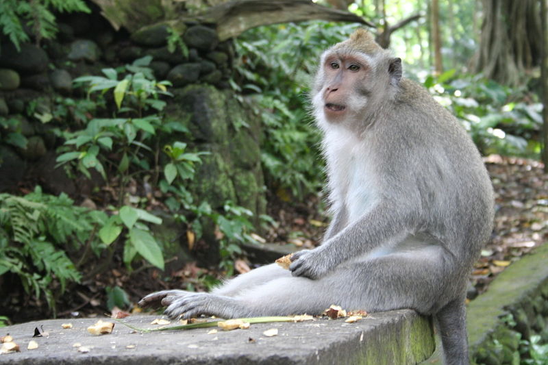 Ubud Monkey Forest Bali -Kingdom of the Swingers!