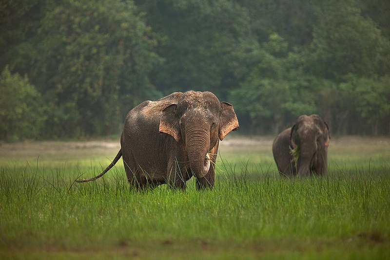 Elephants in Sri Lanka