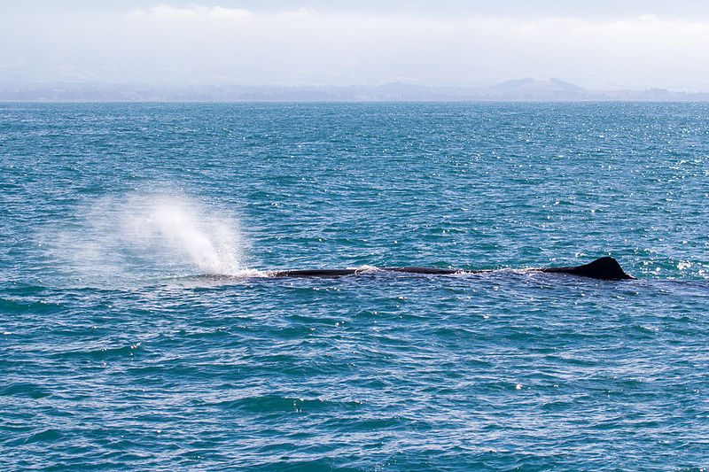 Whale Watching in Sri Lanka –The Gentle Giants of the Ocean!