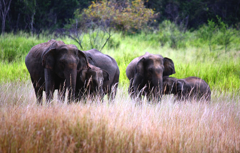Most Thrilling Wildlife Safaris in Sri Lanka