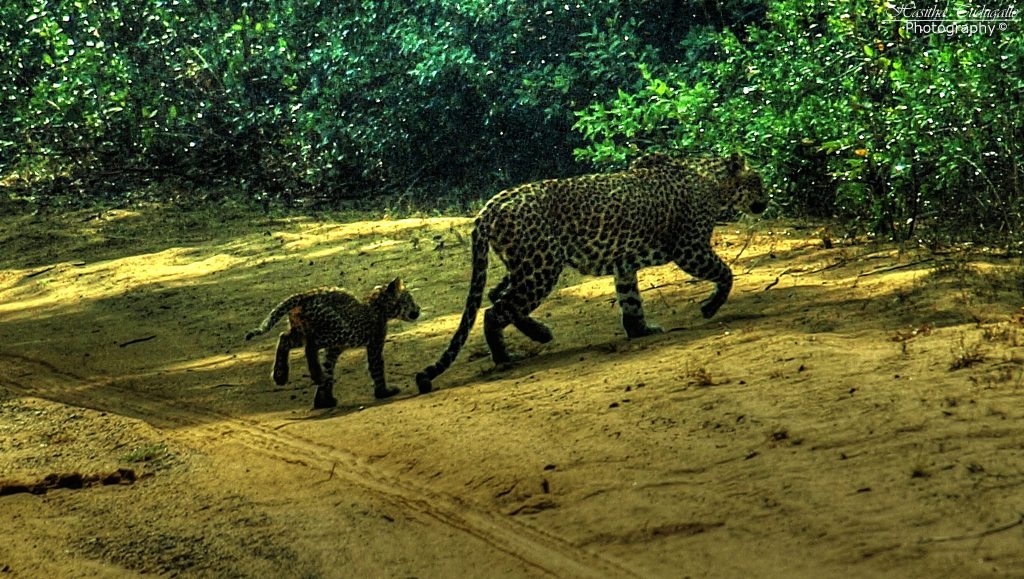 A Thrilling Safari at Wilpattu National Park, Sri Lanka