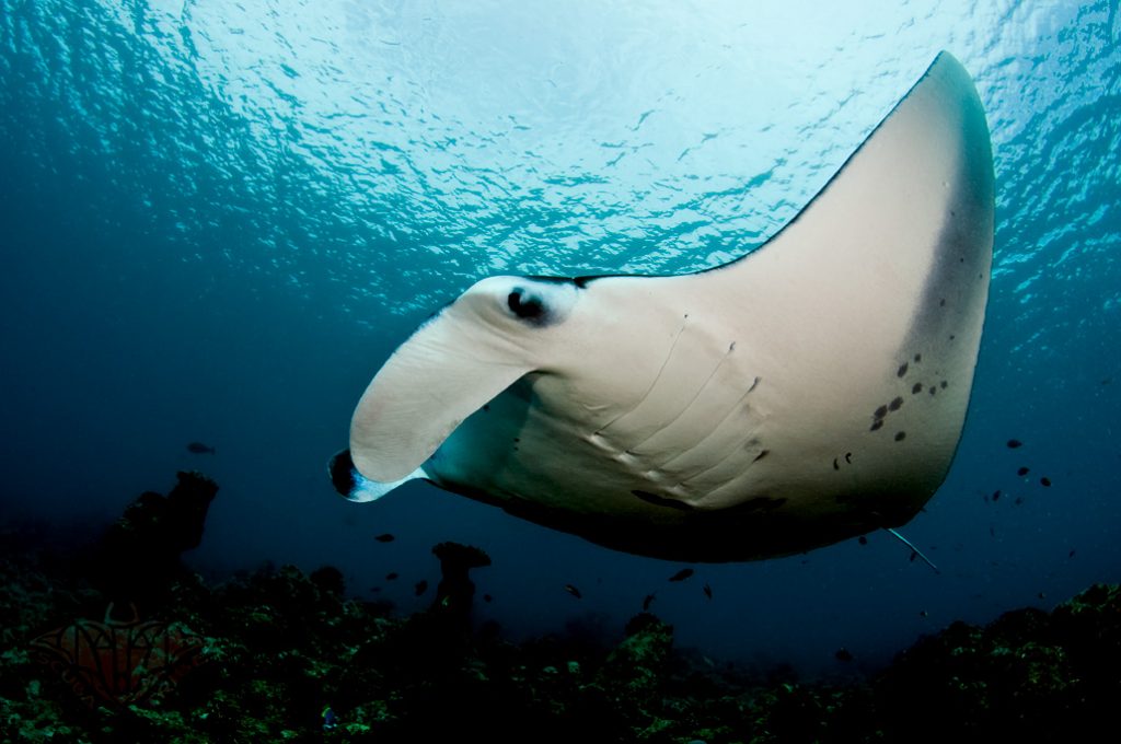 Discovering Hanifaru Bay in Maldives