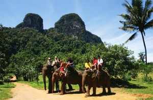 Elephant Trekking in Krabi