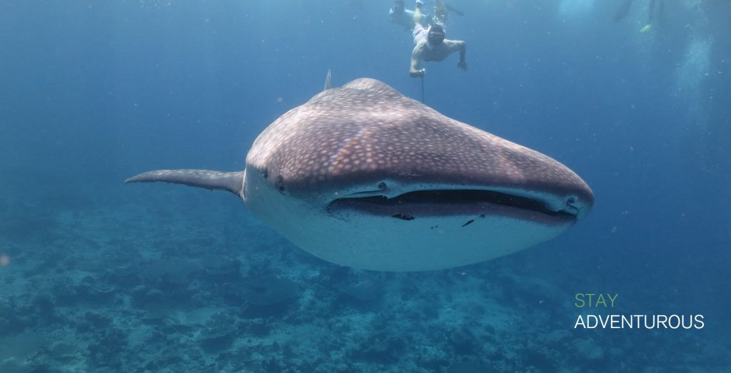 Diving with Manta Rays in Maldives