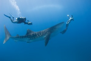 A Thrilling Swim with Gentle Giants