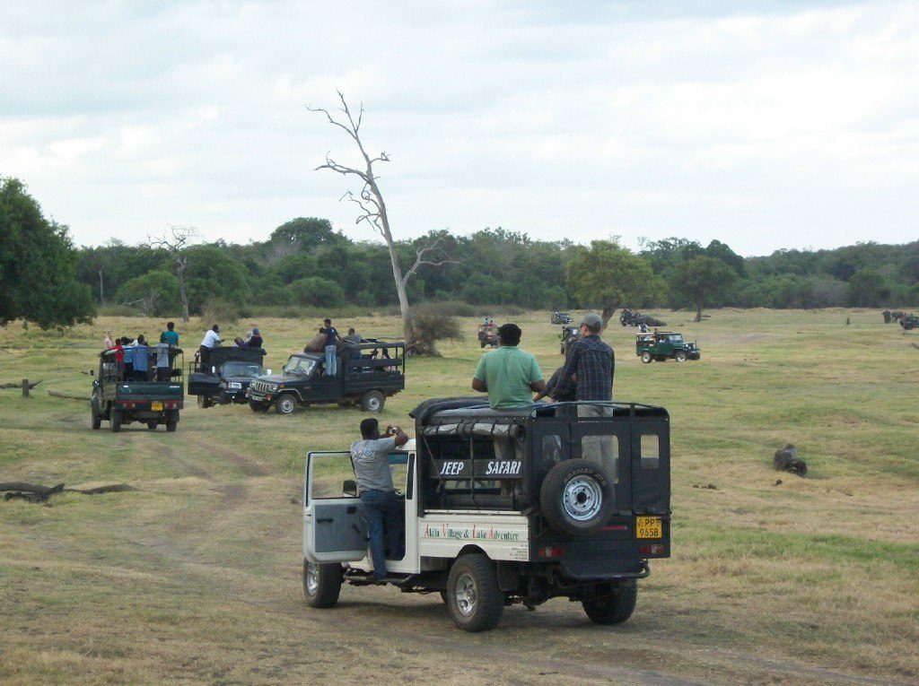 Guide To Minneriya National Park